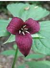 Trillium