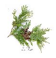 White Cedar