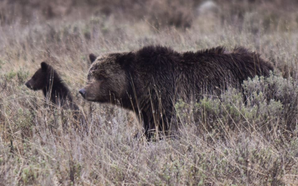 Yellowstone grizz sow with cub by Steve Hall