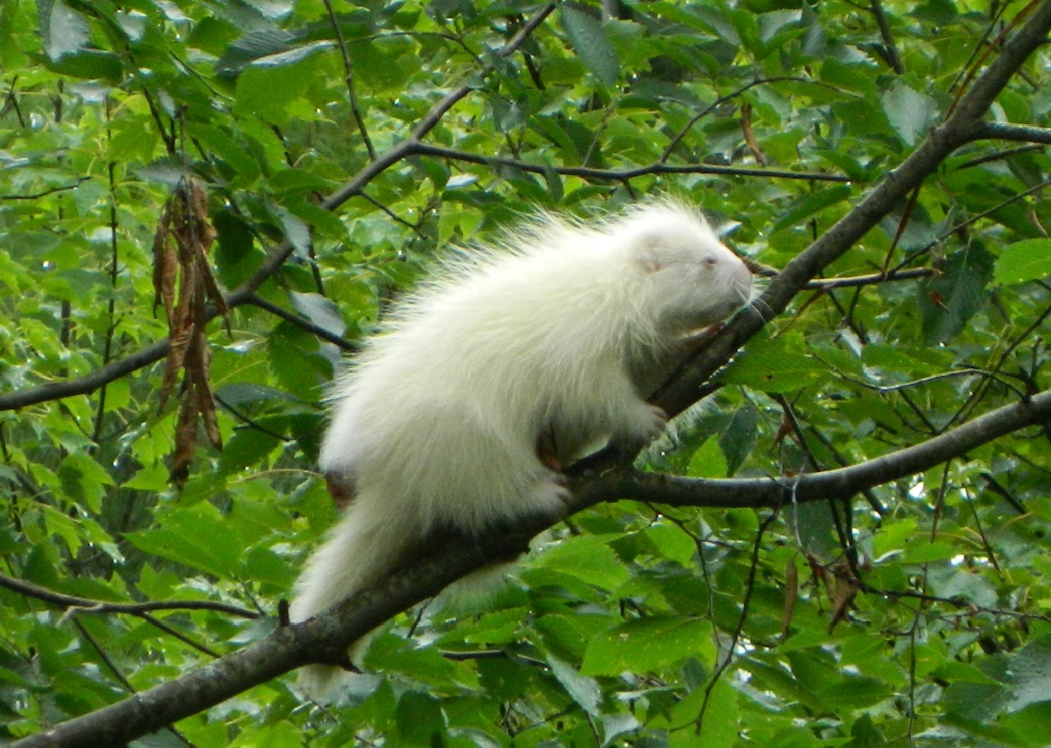 Albino porcupine David Plumley