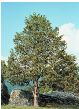 arborvitae