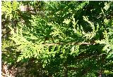 arborvitae