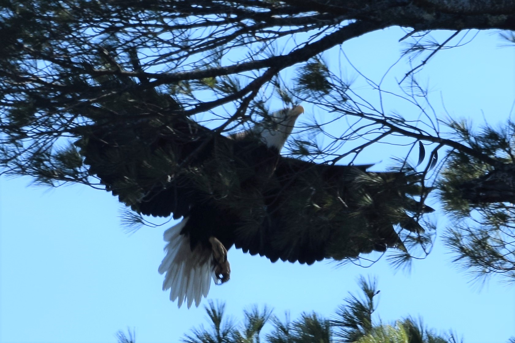 Male ADK Bald Eagle arrives at nest, April 2020