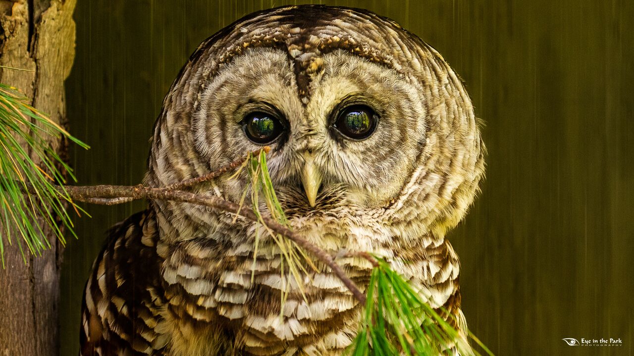 Barred owl by Joe Kostoss, Eye in the Park