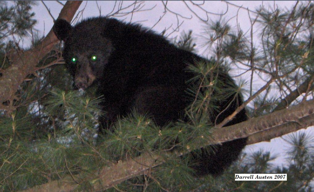 Adirondack Black Bear, Darrell Austin