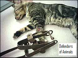 Cat in Leg_hold trap