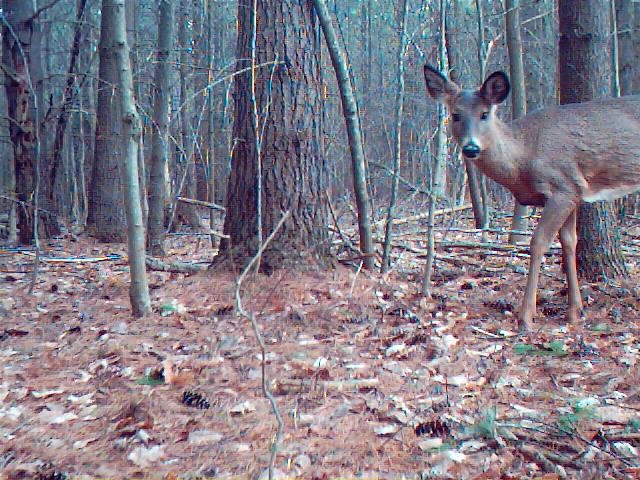 Deer