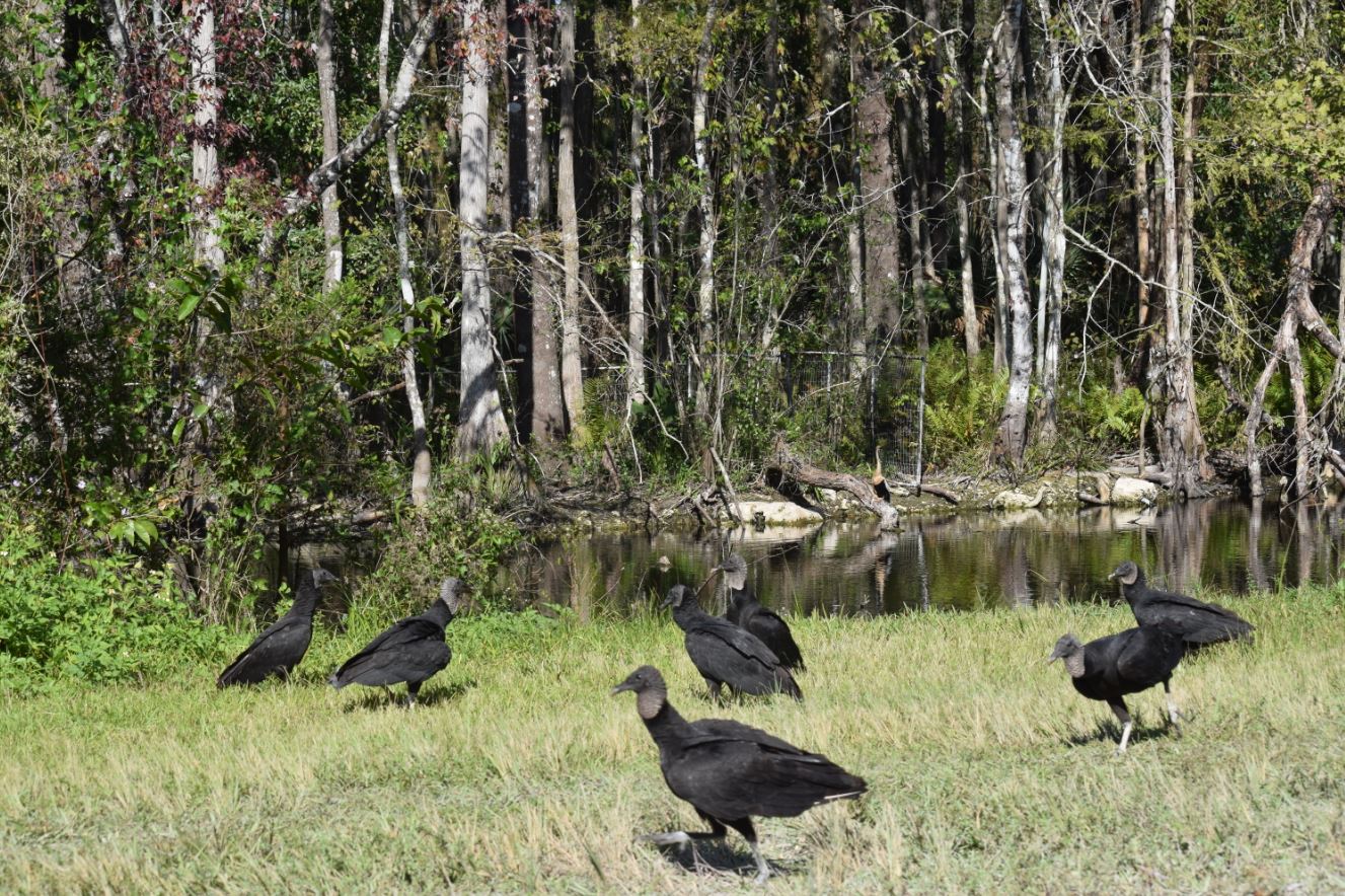 Black Vultures, Everglades, Nov 2019, by Steve