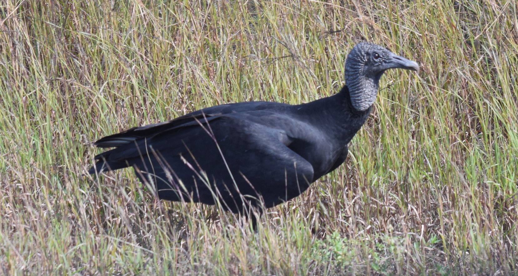 Black Vulture Everglades Nov 2019 by Steve