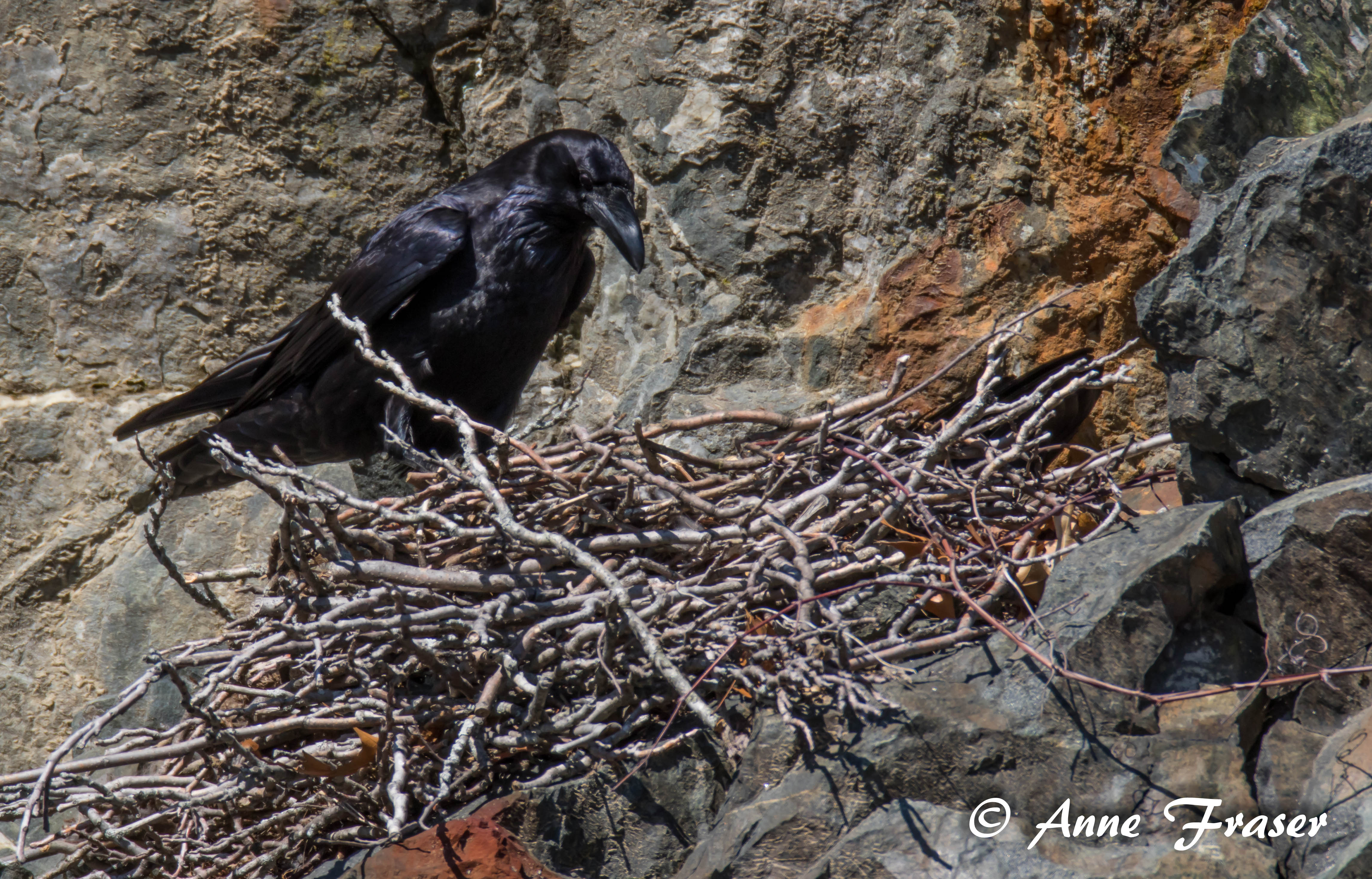 Raven nest by Anne Fraser