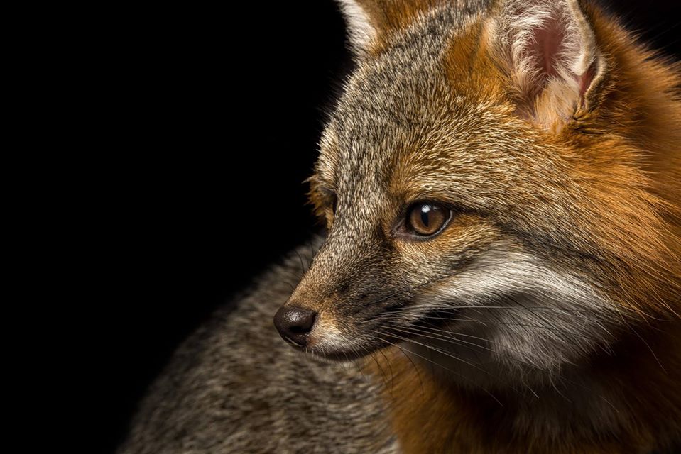 Merry-hray fox by Hreh Hulbranson