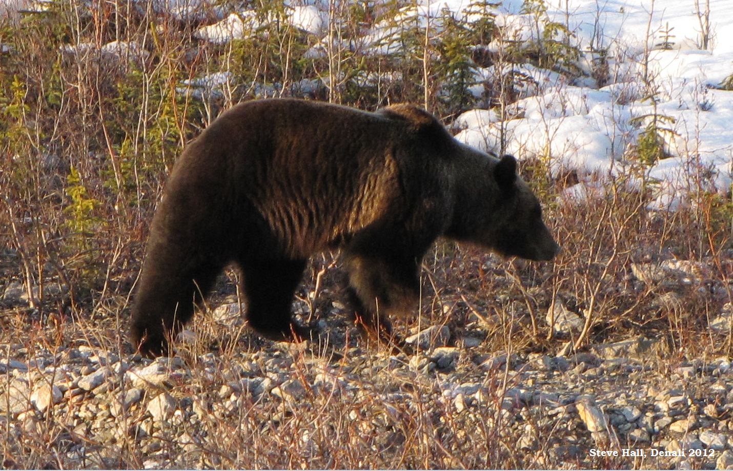 "Tripod" the Grizzly, from Denali