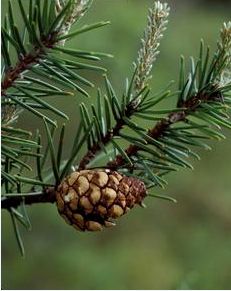 Jack Pine