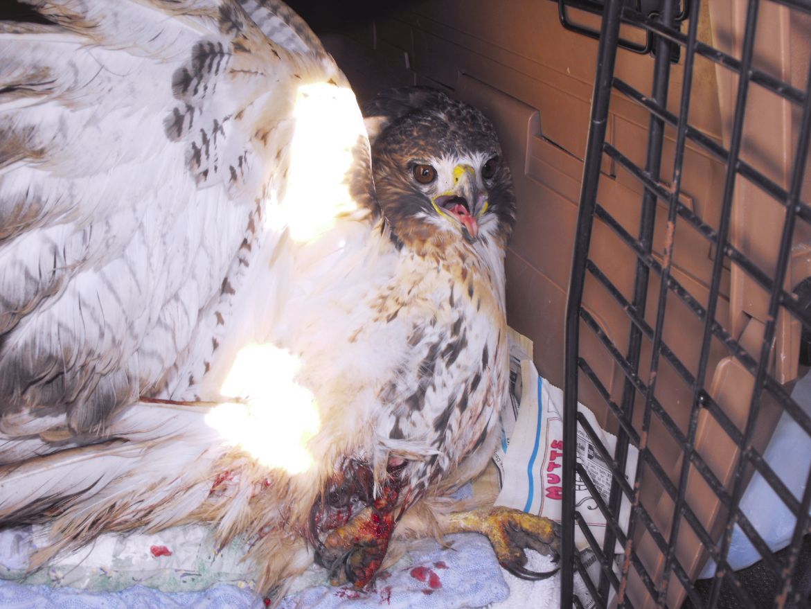 red-tailed hawk from leghold trap
