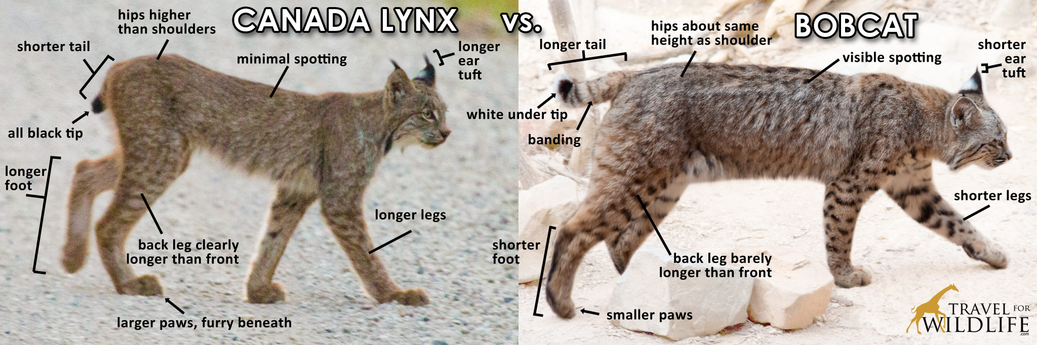 Lynx vs bobcat