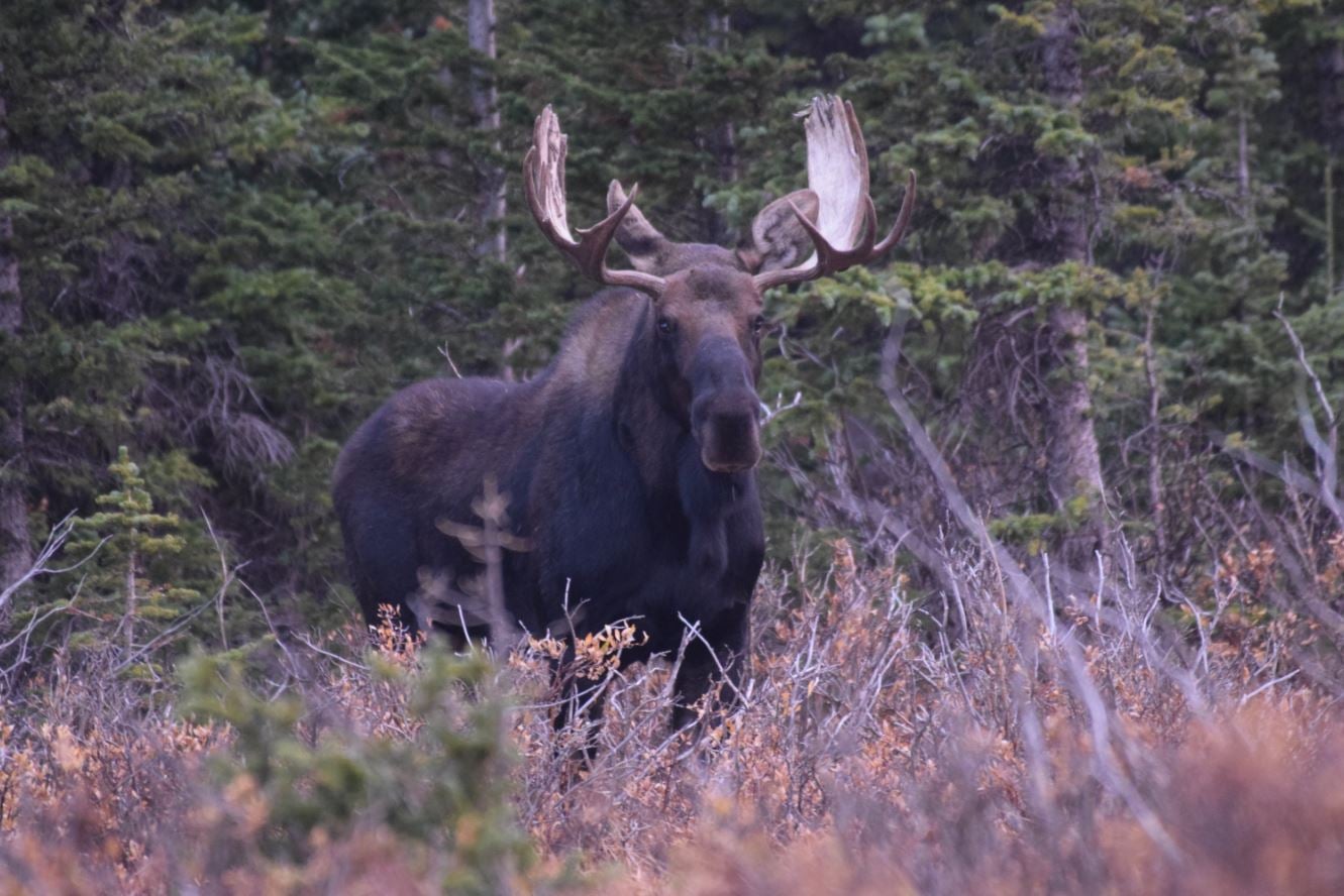 Colorado Moose RMNP Sept 2020