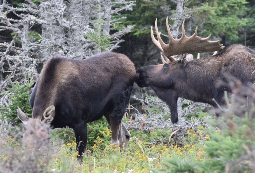 Moose courtin' Cape Breton Nova Scotia Sept 2016