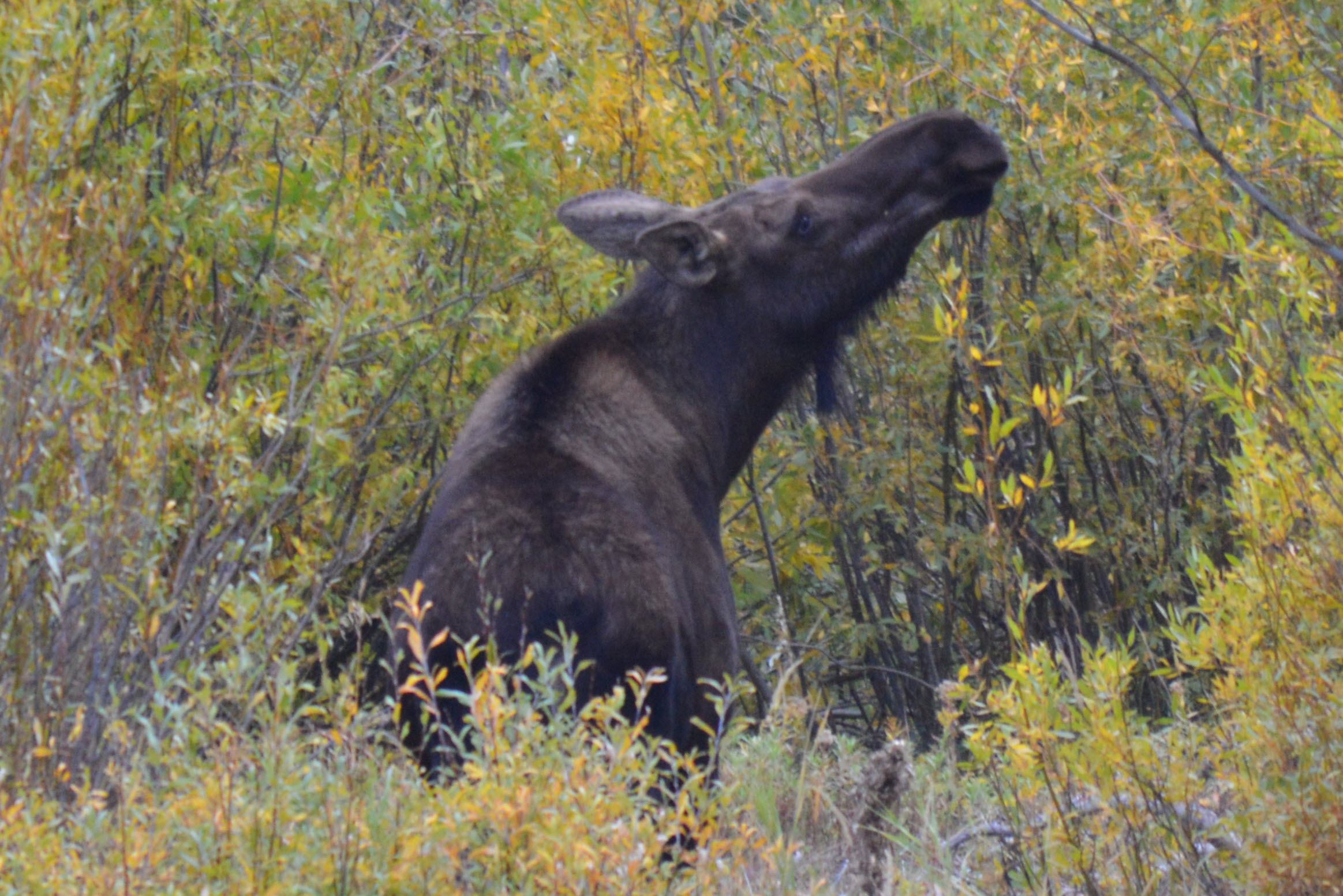 Moose cow outside Yellowstone near Waipiti, Wyoming, Sept 2012