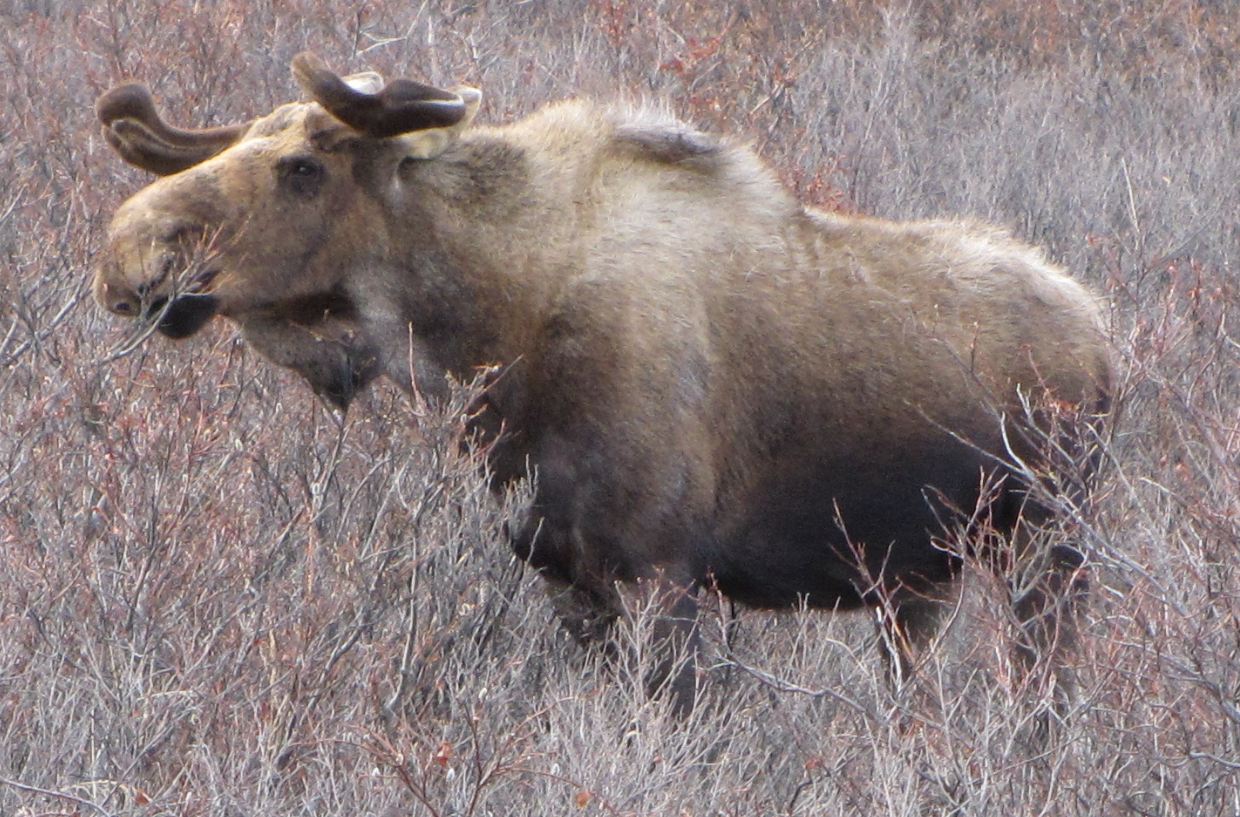 Bull Moose in Denali Nat Park, Alaska, May 2012