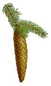Norway Spruce