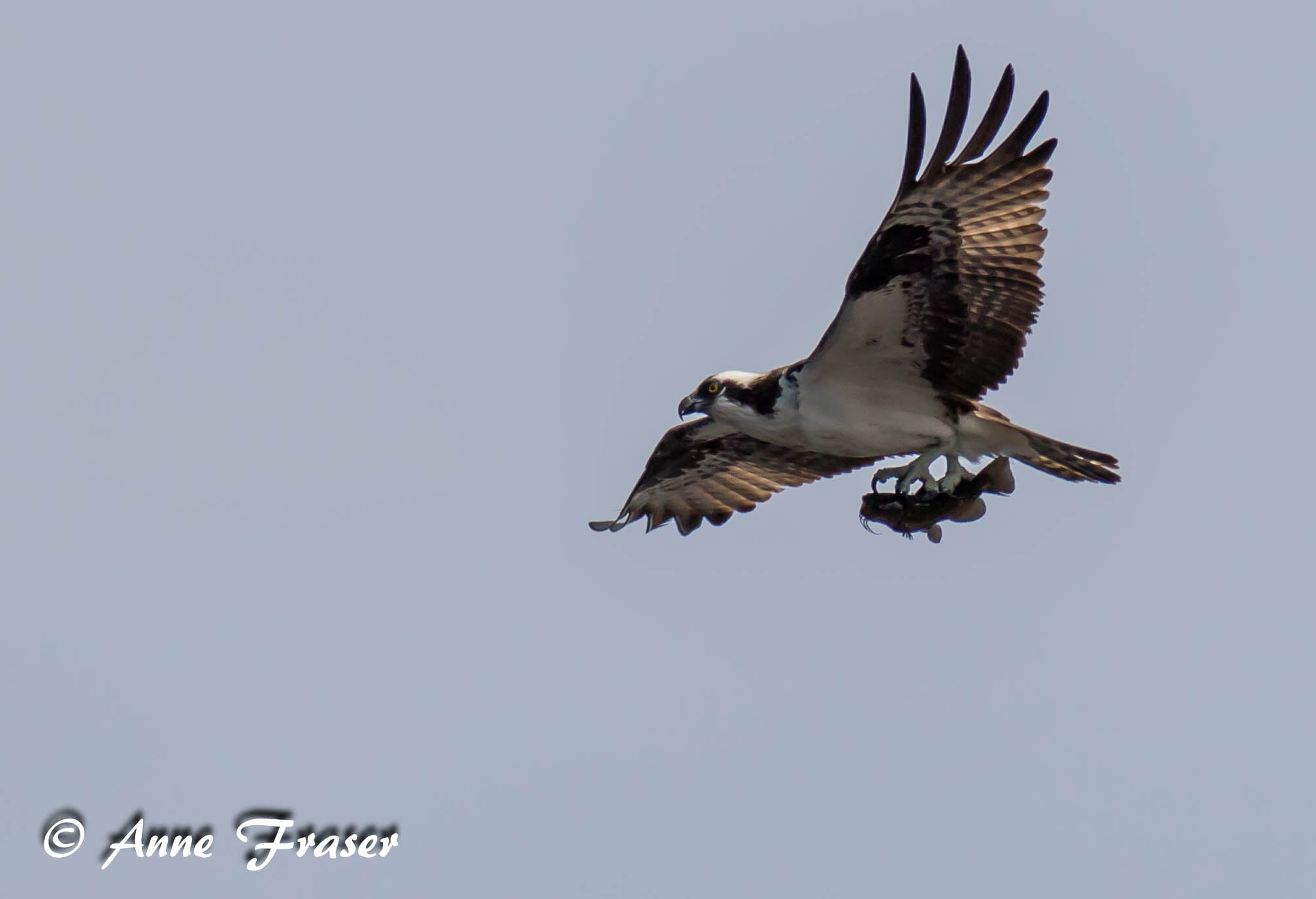 Osprey in flight with fish