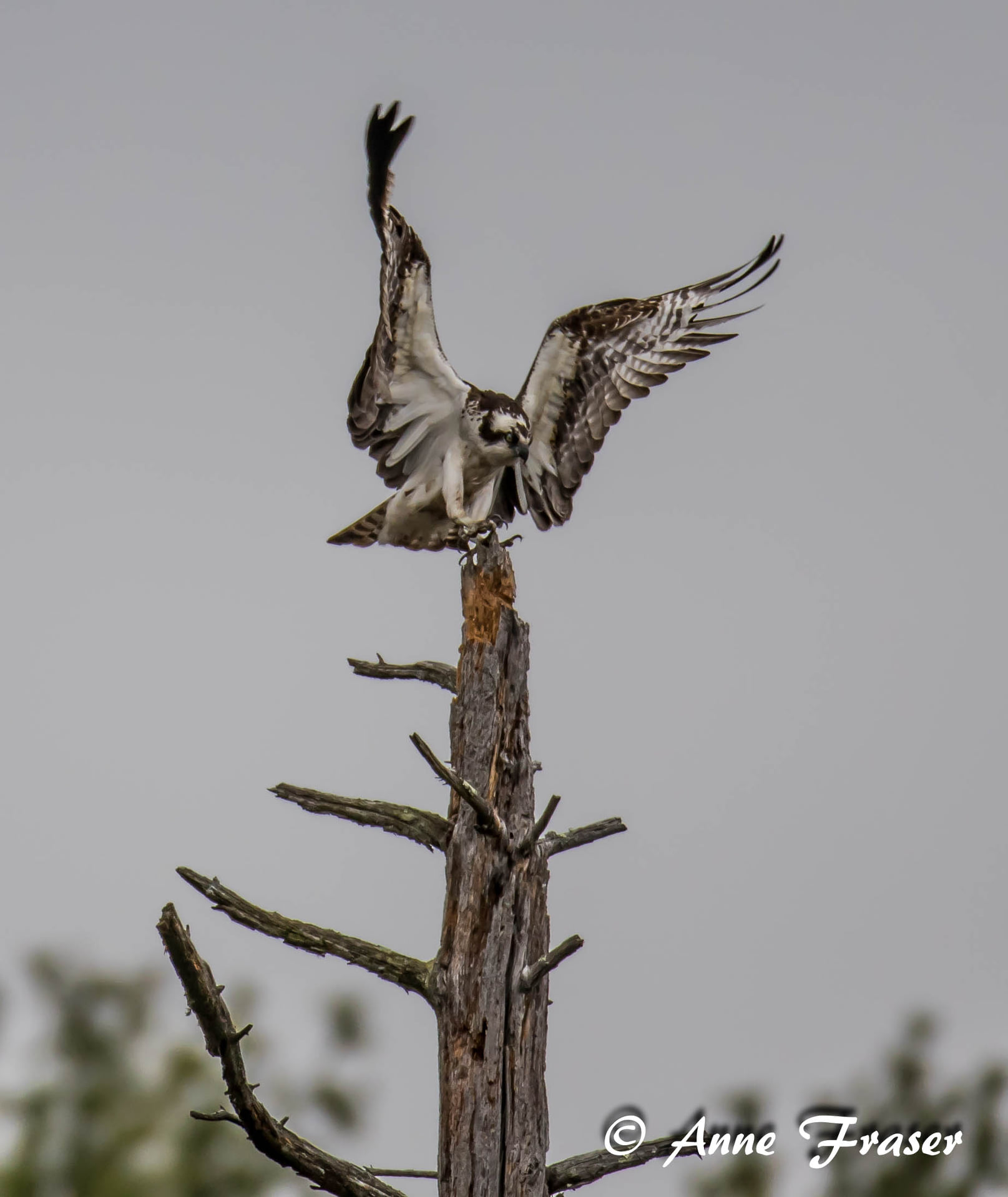 Osprey