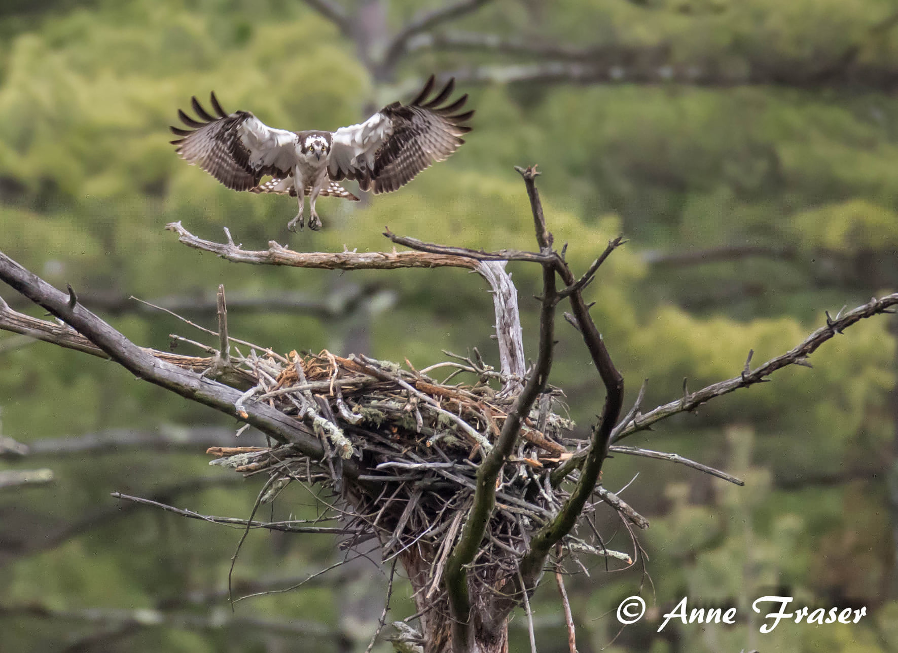 Osprey Nest