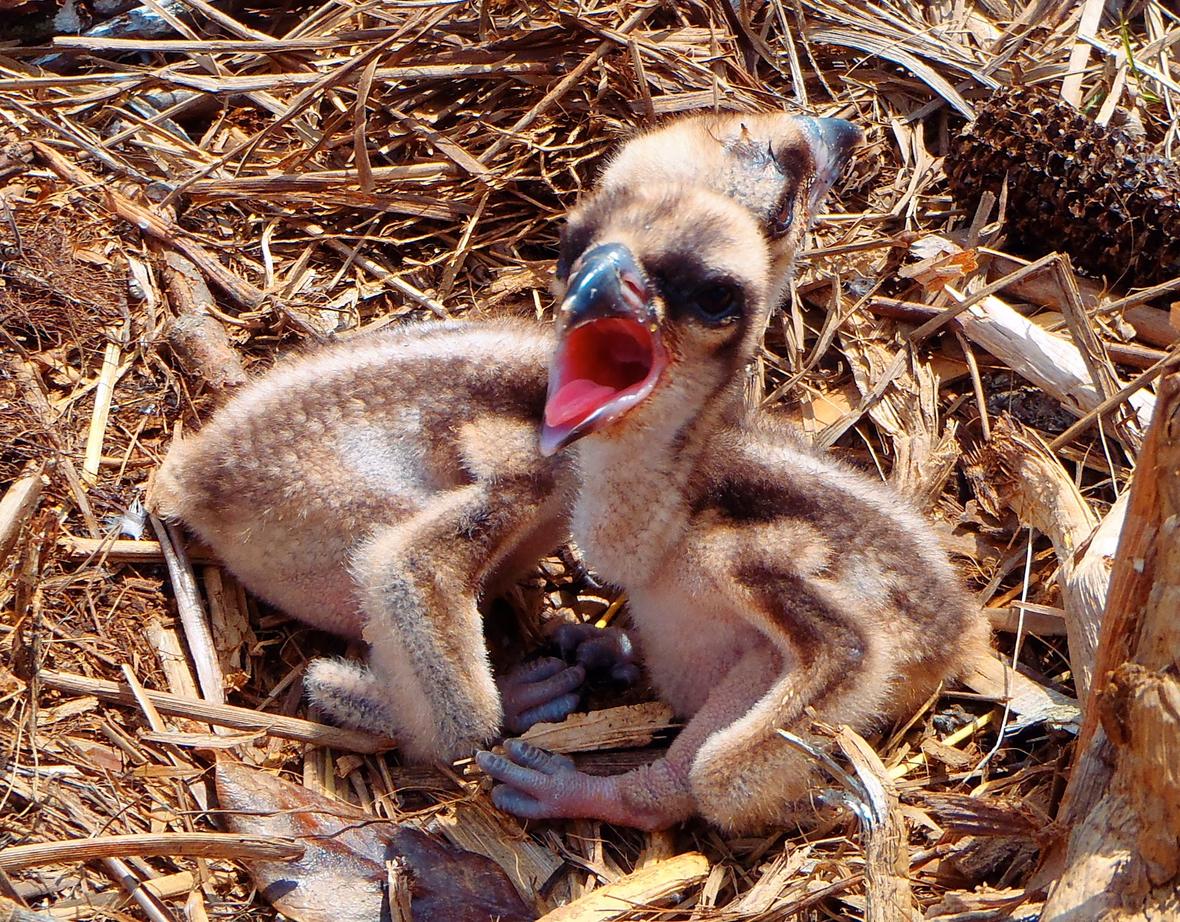 Osprey chicks by USGS