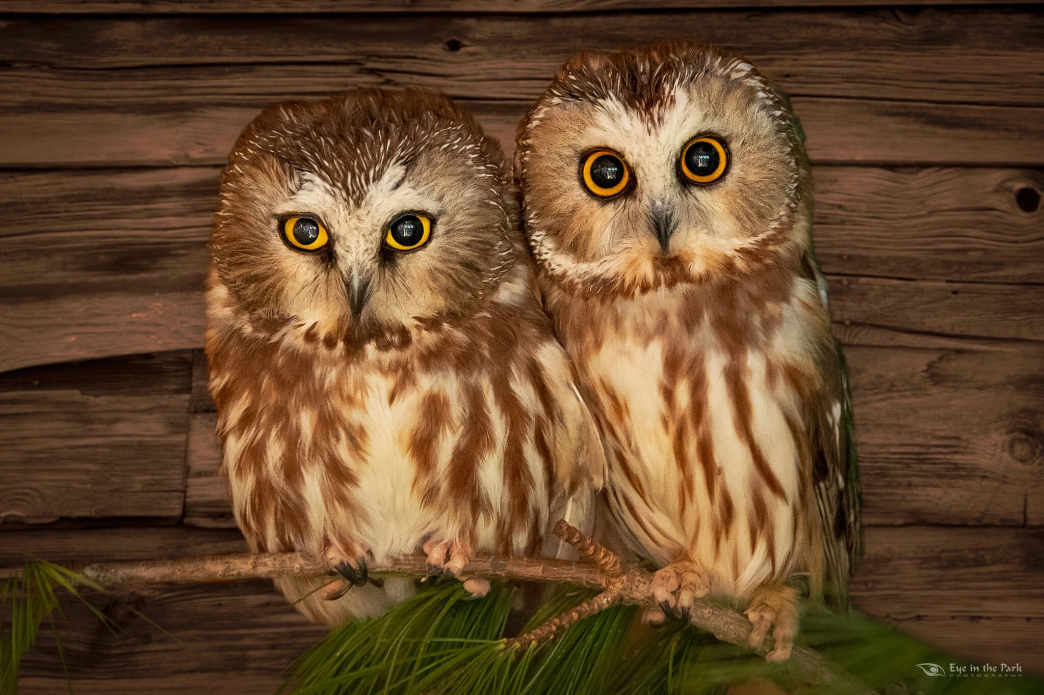 Saw whet owls by Joe Kostoss, Eye in the Park