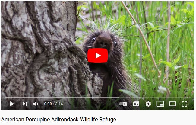 Porcupine Video