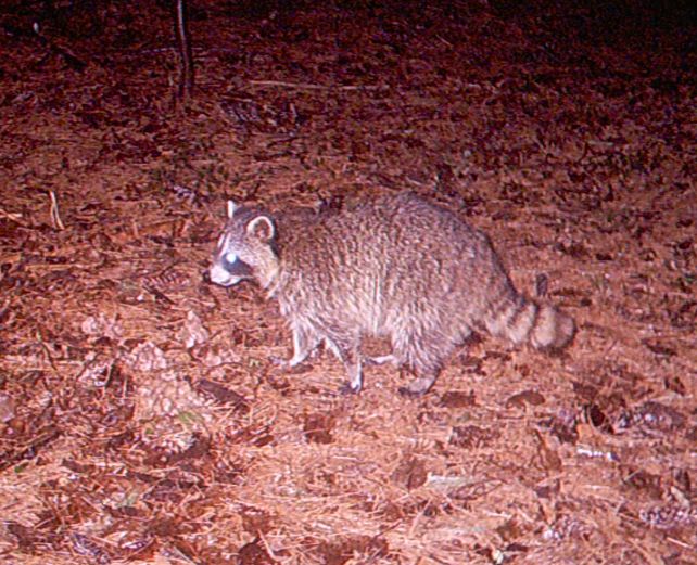 Racoon