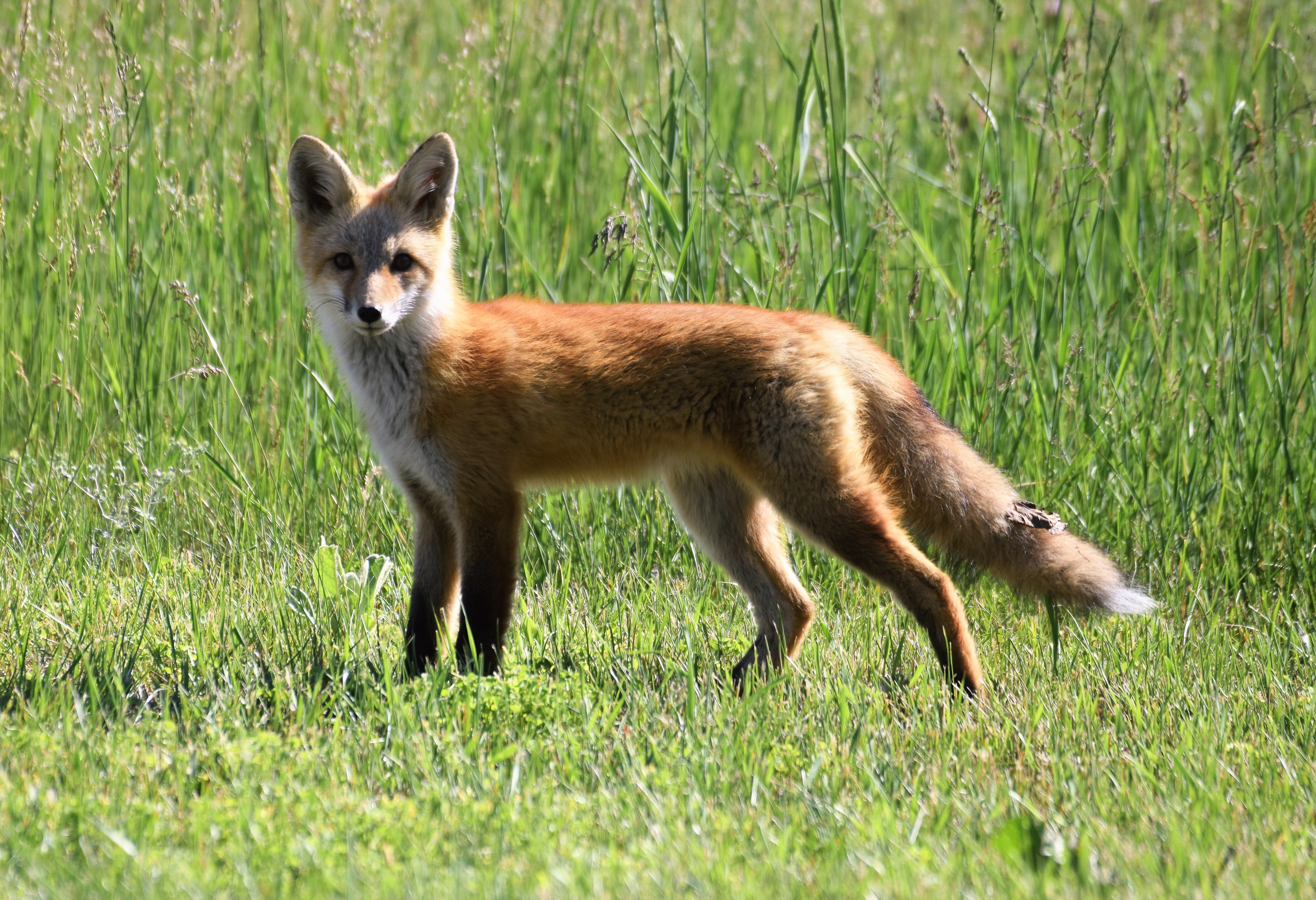 Red Fox by Steve Hall 061620