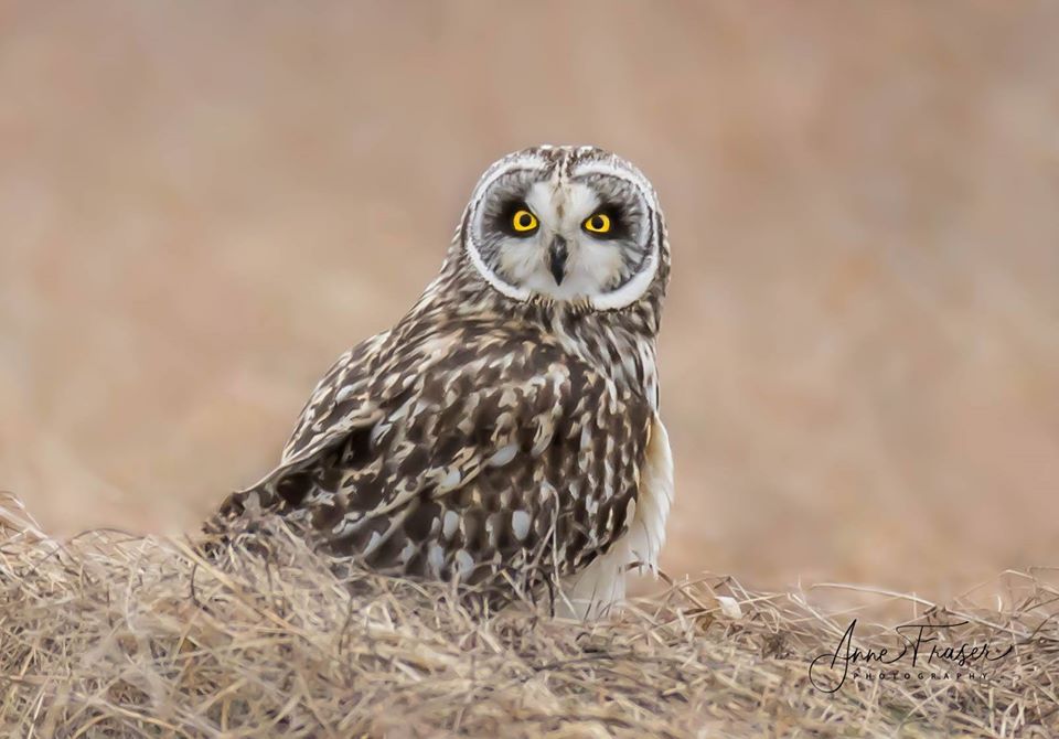 Short eared owl by Anne Fraser