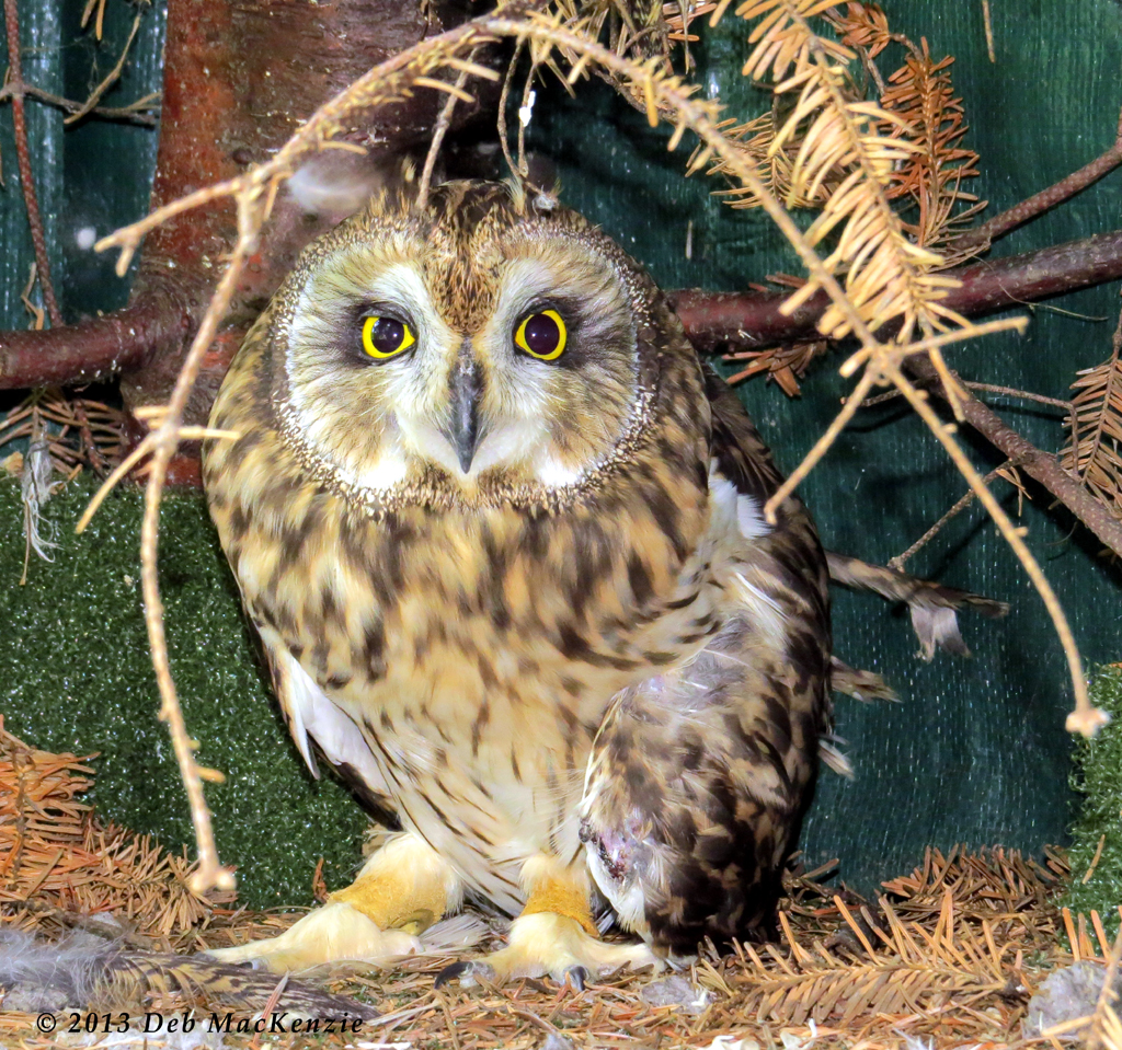 Short eared owl by Deb MacKenzie