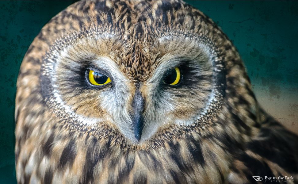 Short-earred owl by Joe Kostoss
