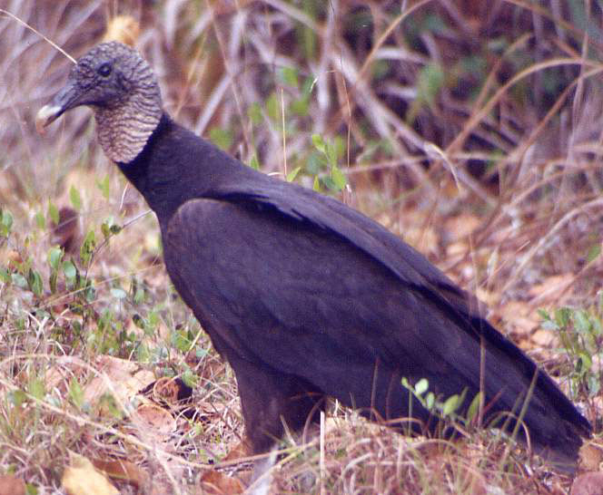 Black Vulture, Everglades, 1995, by Steve