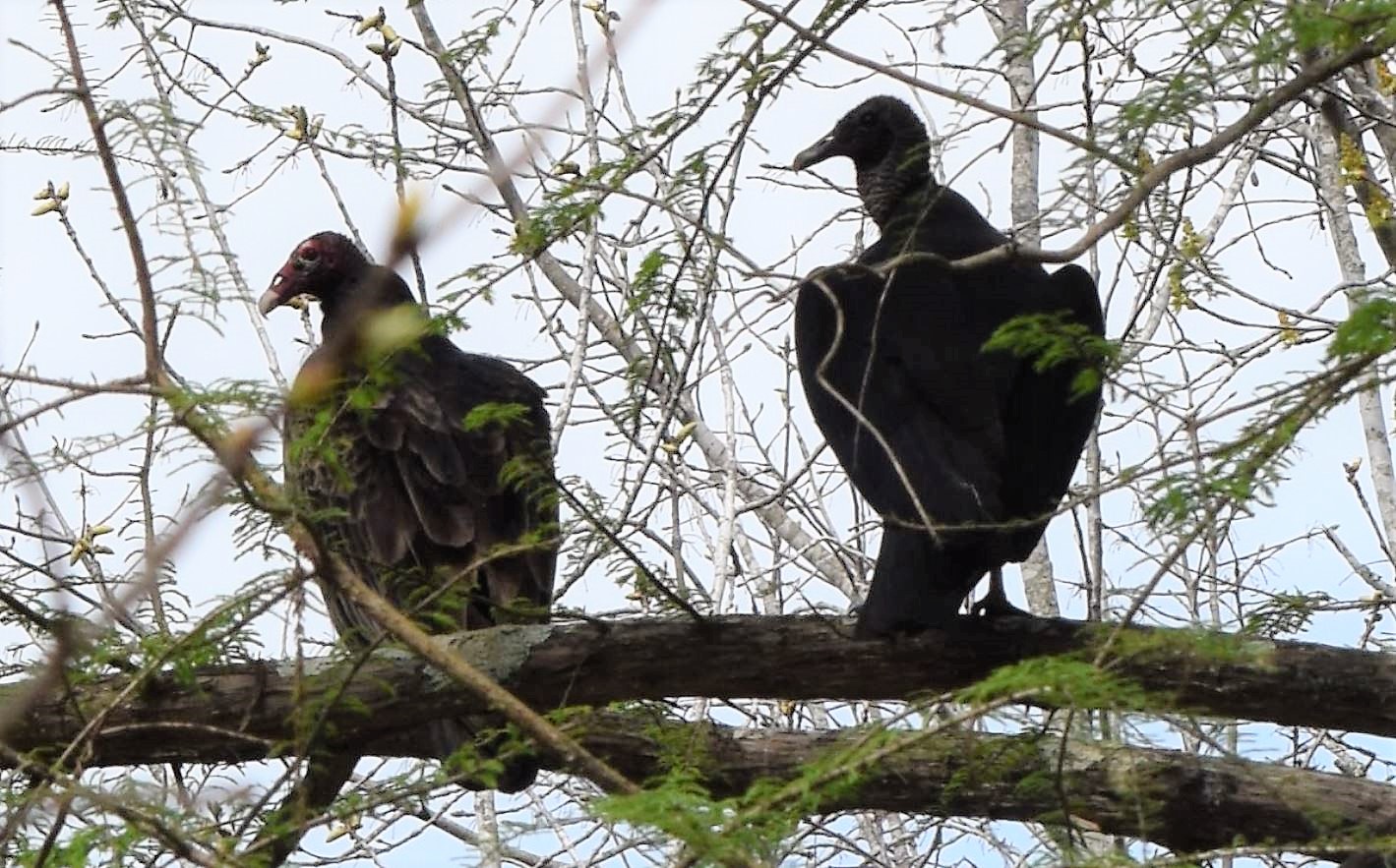 Turkey vulture and black vulture