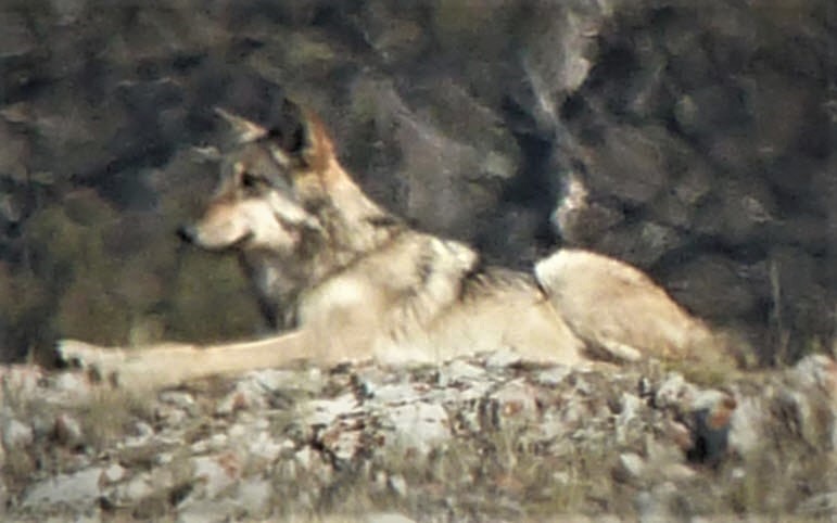 Lamar Canyon wolf pack member, by Steve