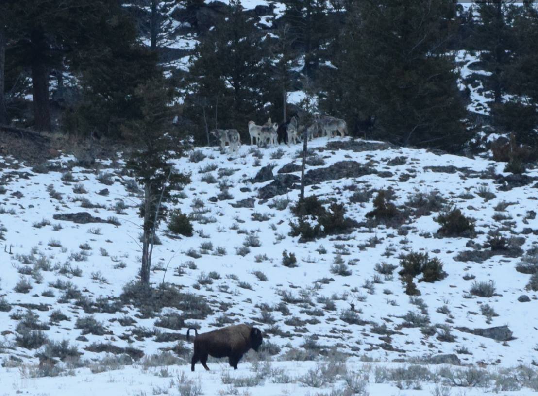 Wapiti Pack in Yellowstone howling as Bull Bison ignores them