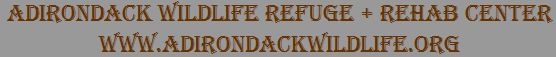 Adirondack Wildlife Refuge & Rehab Center