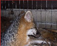 Fox at the Refuge