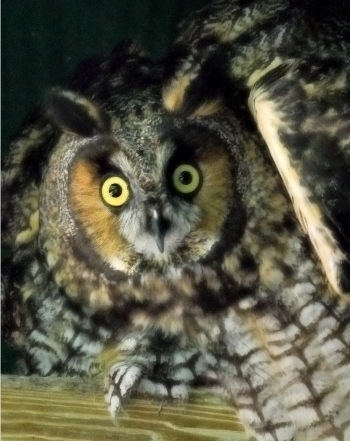 Long Eared Owls