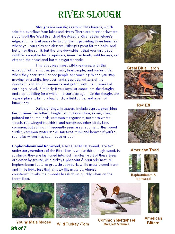 Nature Trail Guide - page 6