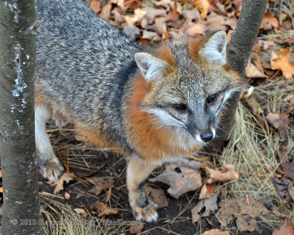 Gray Fox by Kevin McKenzie