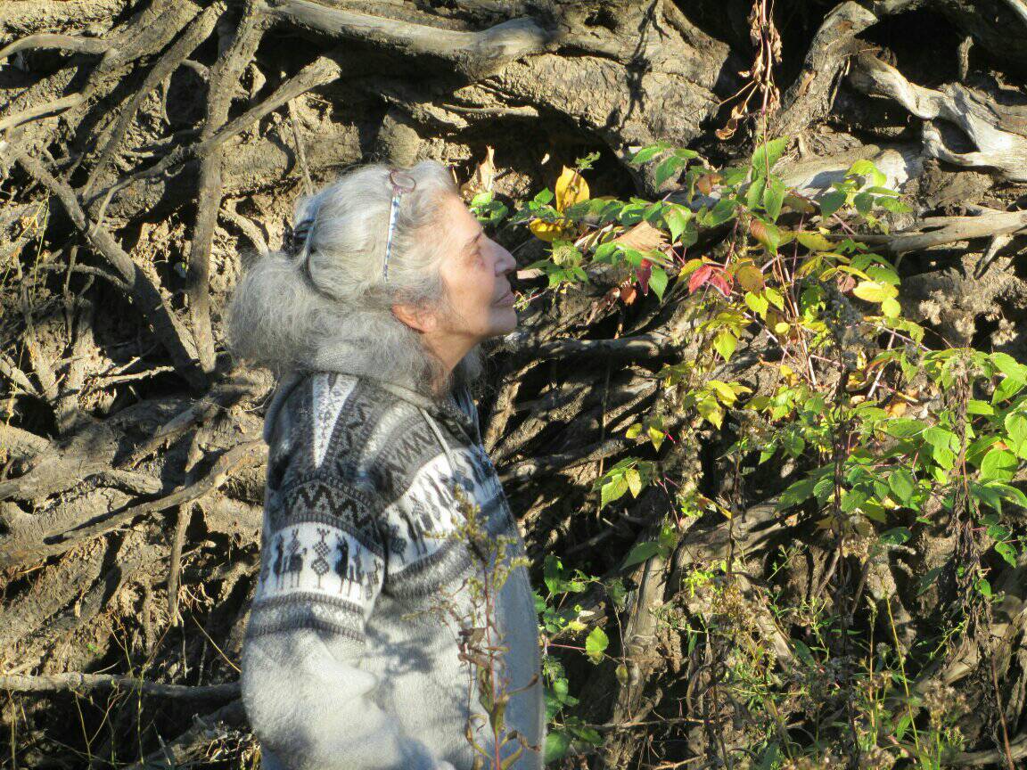 Wendy with white pine root bundle